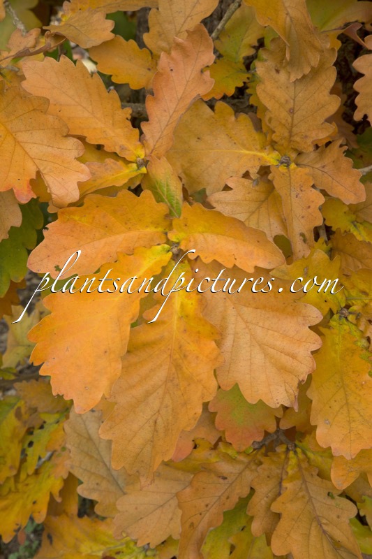 Quercus dentata ‘Carl Ferris Miller’