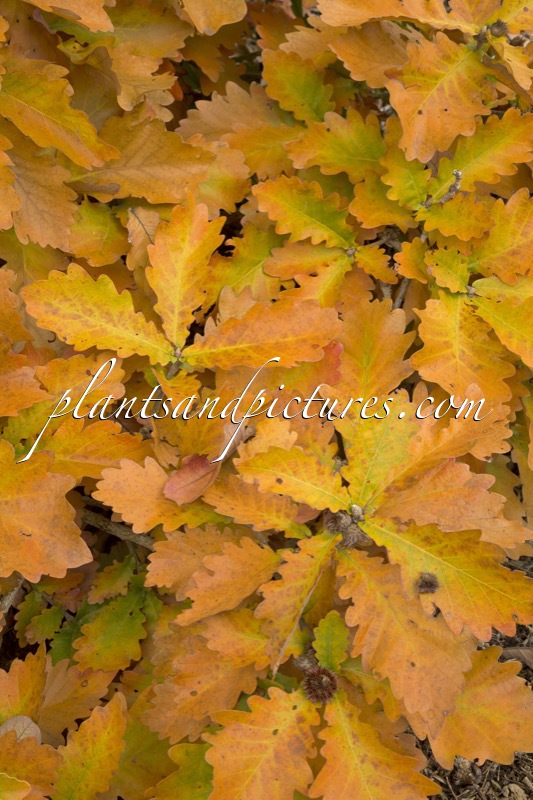 Quercus dentata ‘Carl Ferris Miller’