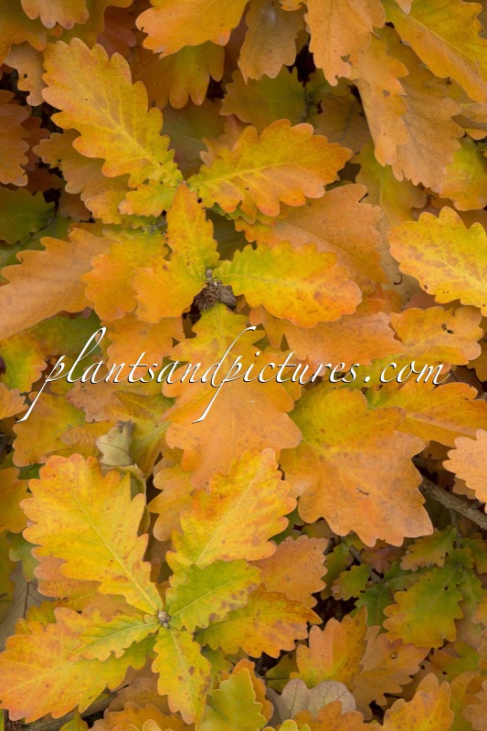 Quercus dentata ‘Carl Ferris Miller’