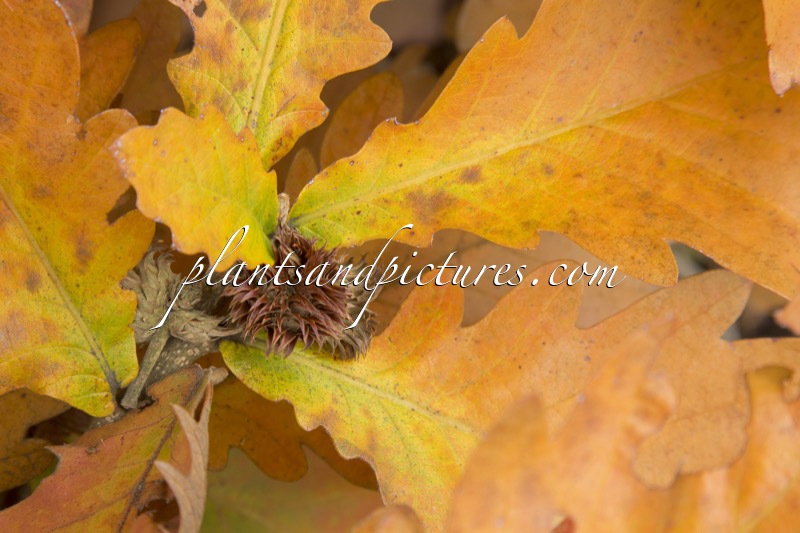 Quercus dentata ‘Carl Ferris Miller’