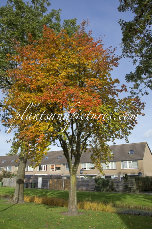 Sorbus thuringiaca ‘Fastigiata’