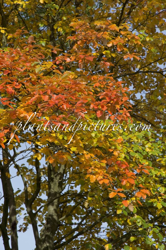 Sorbus thuringiaca ‘Fastigiata’