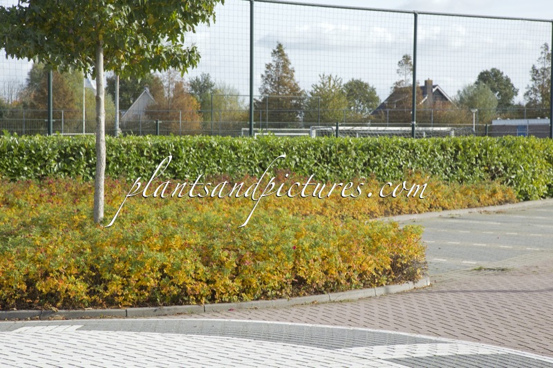 Rosa ‘Bokratrack’ (SHORT TRACK)