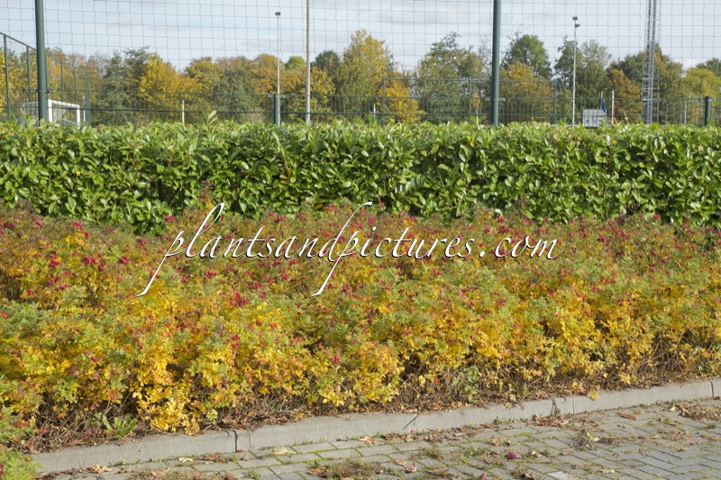 Rosa ‘Bokratrack’ (SHORT TRACK)