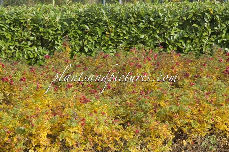 Rosa ‘Bokrahan’ (ROTE HANNOVER)