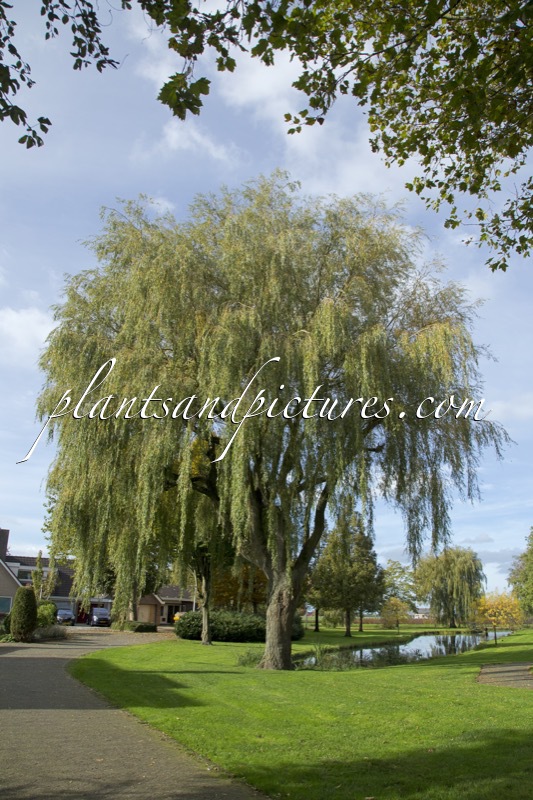 Salix sepulcralis ‘Chrysocoma’