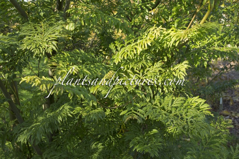 Pterocarya stenoptera ‘Fern Leaf’