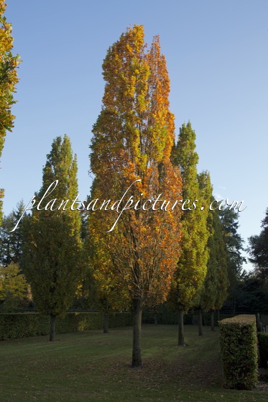 Quercus robur ‘Fastigiate Koster’