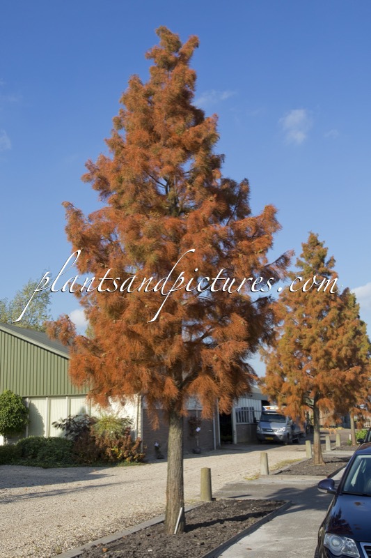 Taxodium distichum var. imbricatum