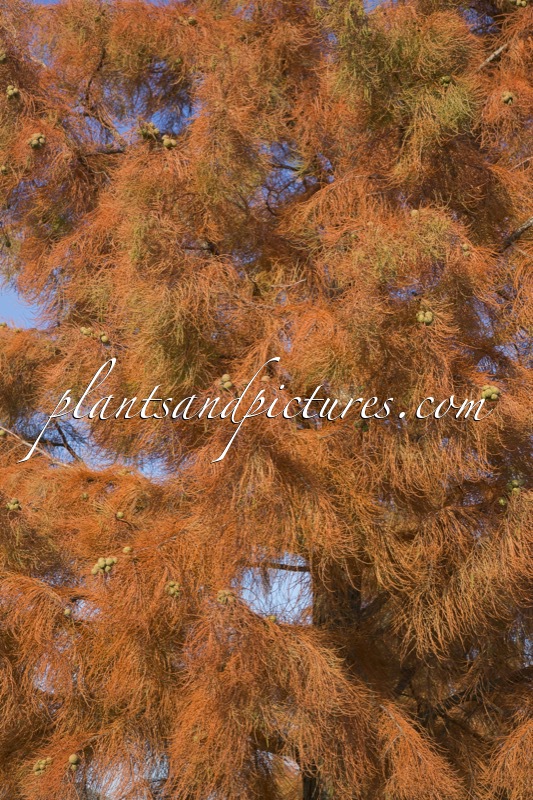 Taxodium distichum var. imbricatum