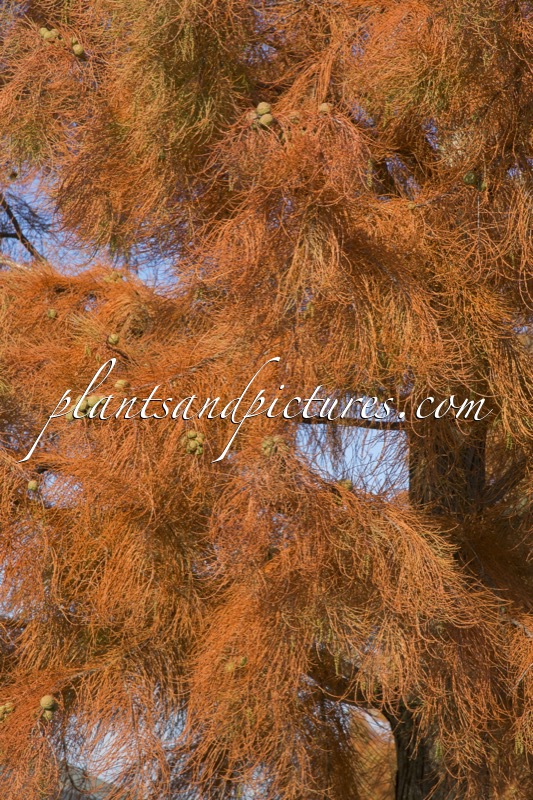 Taxodium distichum var. imbricatum