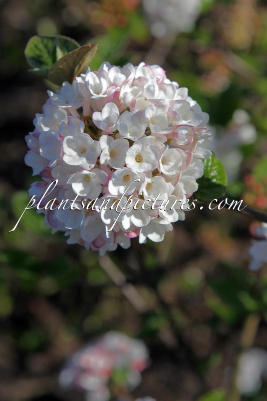 Viburnum carlesii