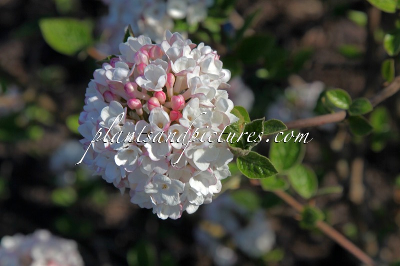 Viburnum carlesii