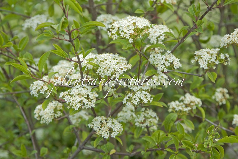 Viburnum prunifolium