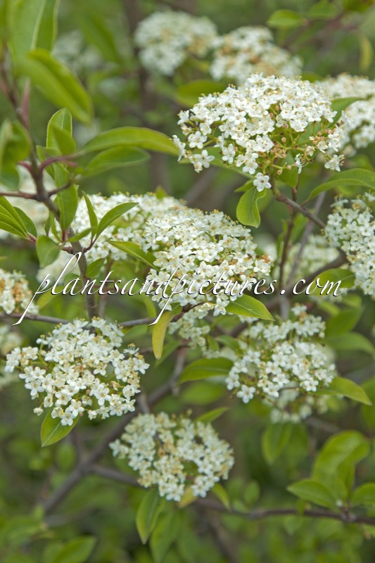 Viburnum prunifolium