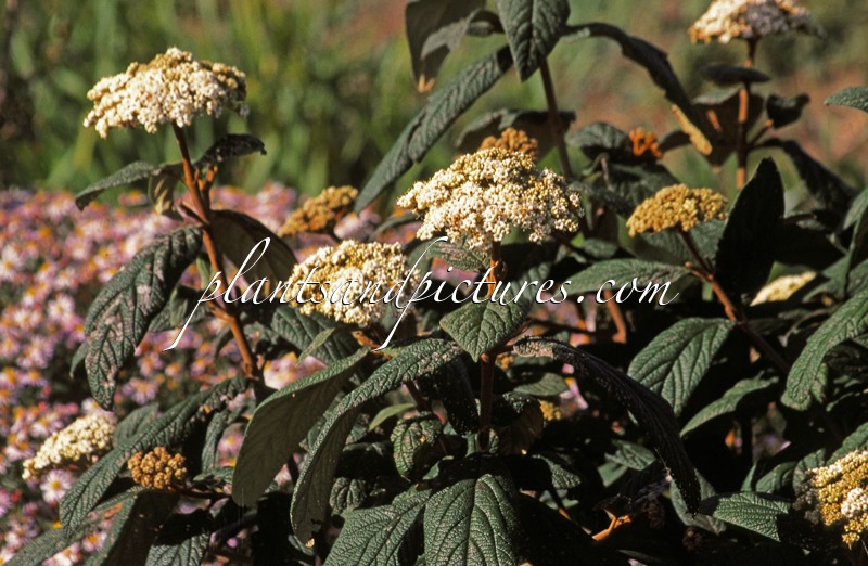 Viburnum rhytidophylloides ‘Interduke’ (DART’S DUKE)