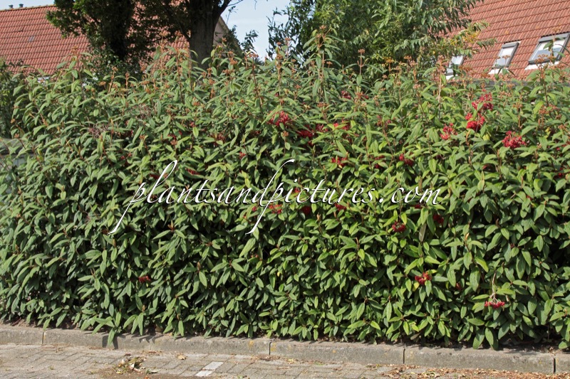 Viburnum rhytidophyllum