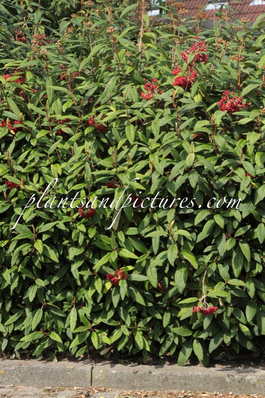 Viburnum rhytidophyllum