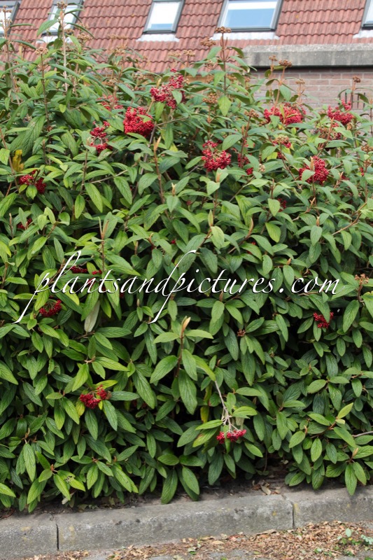 Viburnum rhytidophyllum