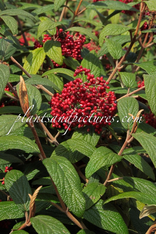 Viburnum rhytidophyllum