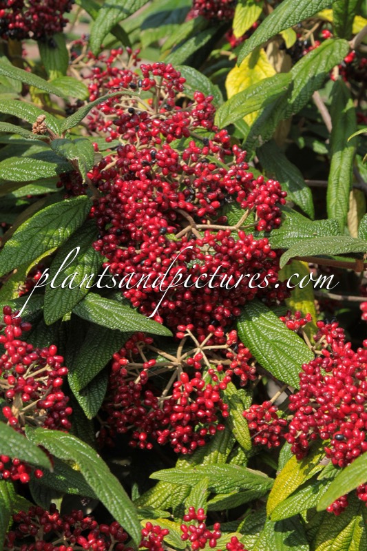 Viburnum rhytidophyllum