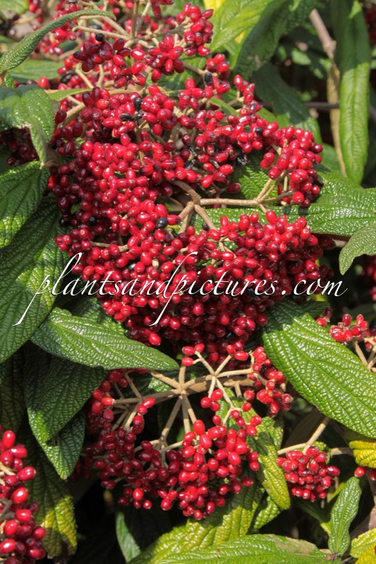 Viburnum rhytidophyllum