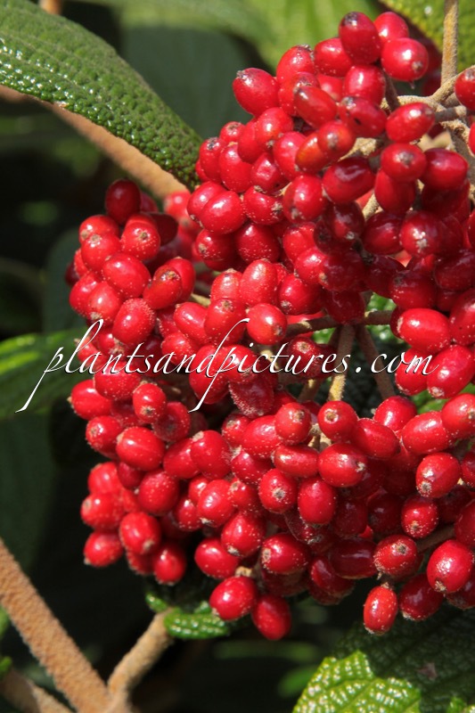 Viburnum rhytidophyllum