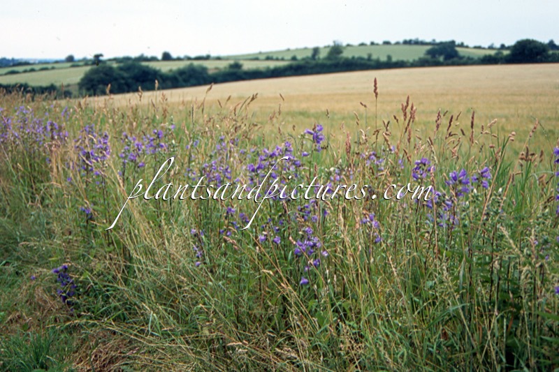 Campanula trachelium