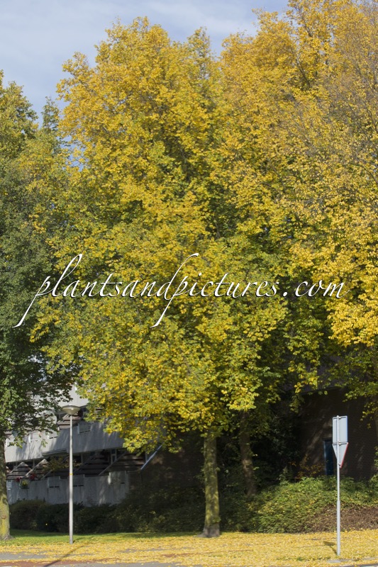 Ulmus ‘Plantijn’