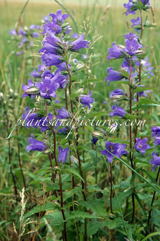 Campanula trachelium