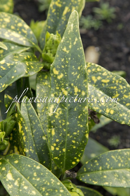 Aucuba japonica ‘Yokoi’s Dwarf’
