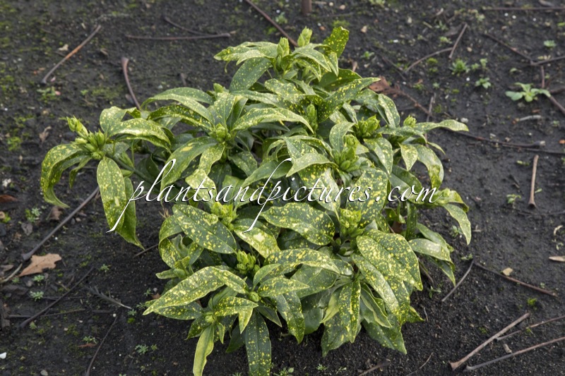Aucuba japonica ‘Yokoi’s Dwarf’