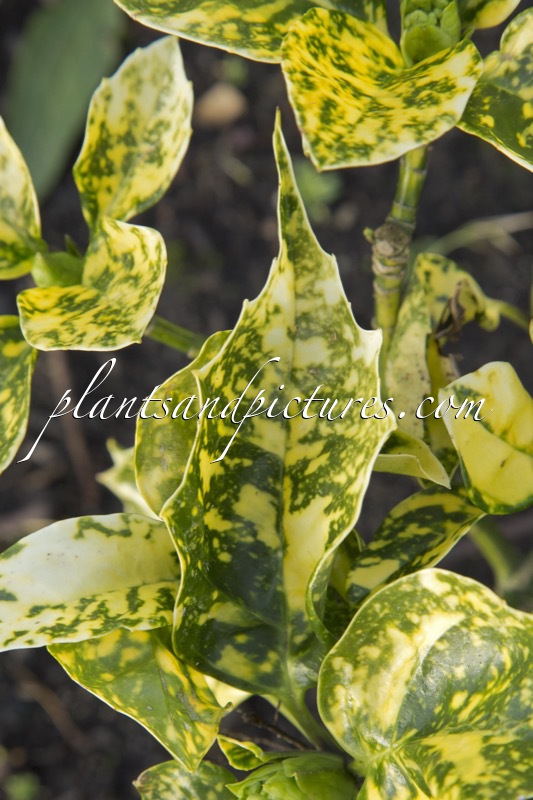 Aucuba japonica ‘Suruga Benten’