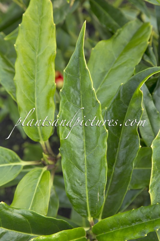 Aucuba japonica ‘Salicifolia’