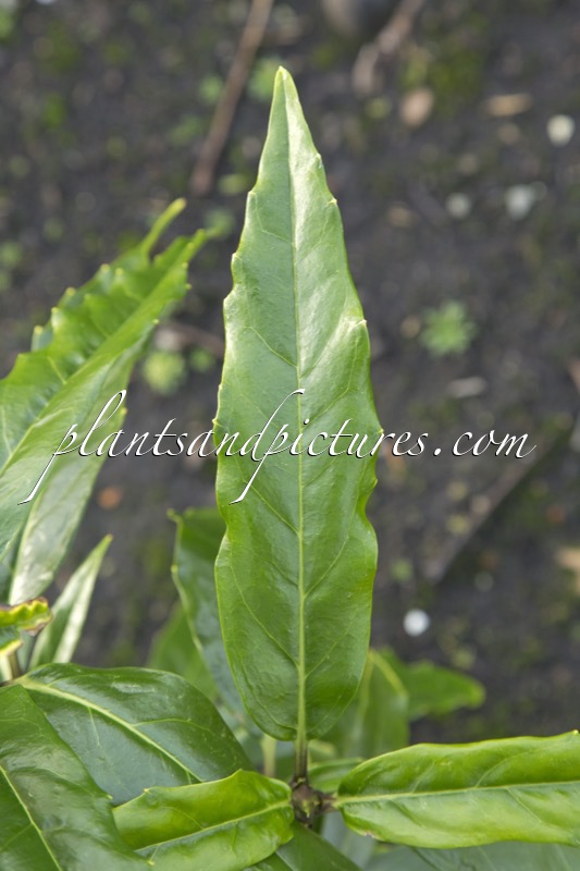 Aucuba japonica ‘Longifolia’