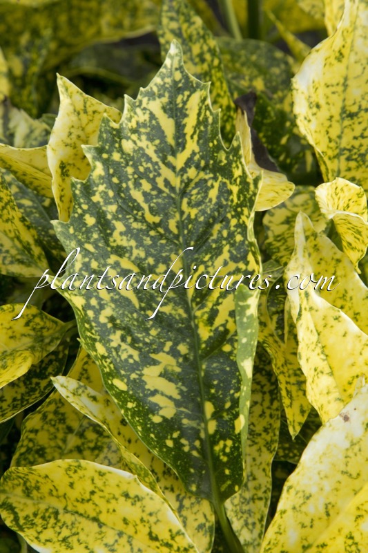 Aucuba japonica ‘Golden King’
