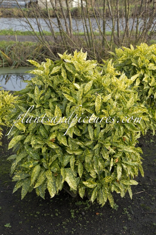 Aucuba japonica ‘Angelon’