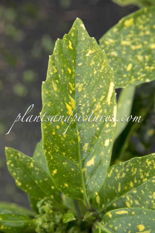 Aucuba japonica ‘Goldstrike’