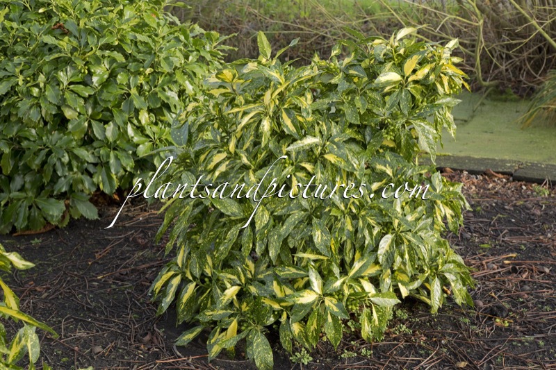 Aucuba japonica ‘Picturata’