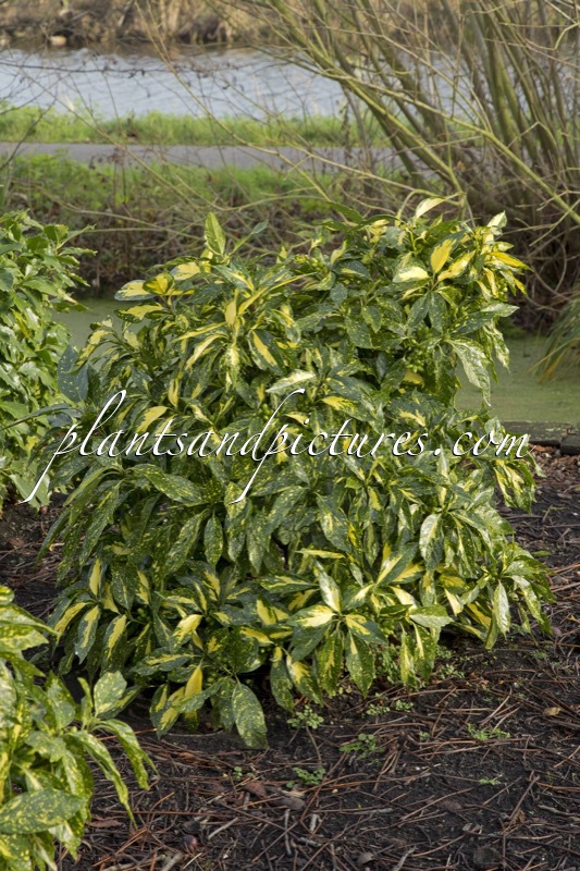 Aucuba japonica ‘Picturata’