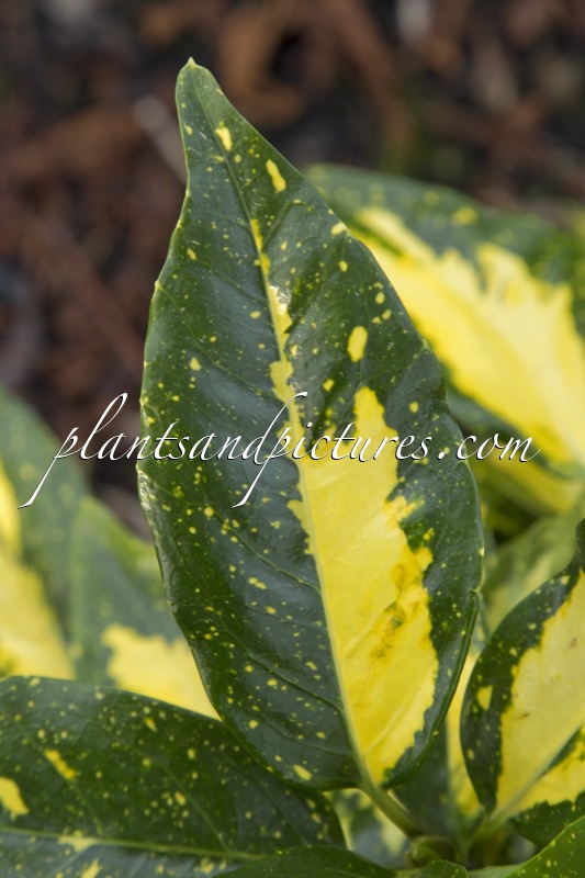 Aucuba japonica ‘Sundance’