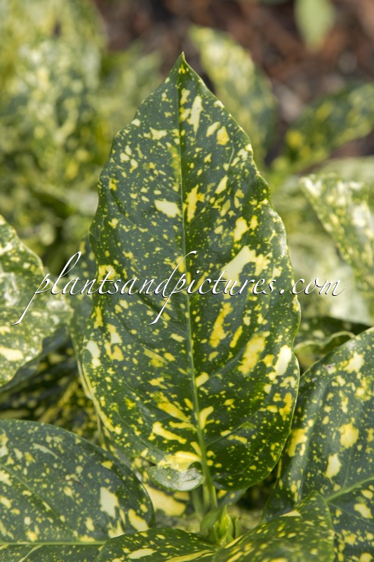 Aucuba japonica Crotonifolia Group