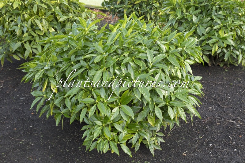 Aucuba japonica