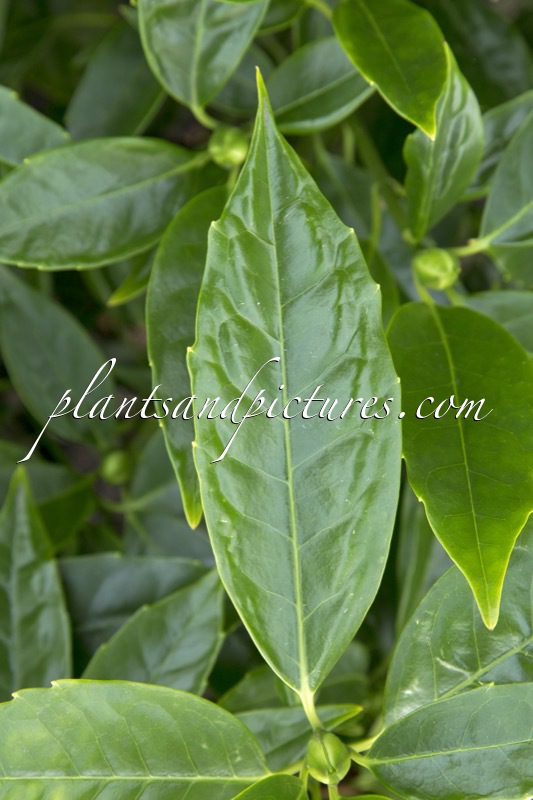 Aucuba japonica