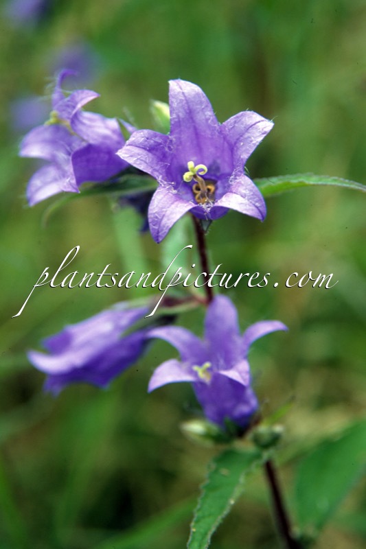Campanula trachelium
