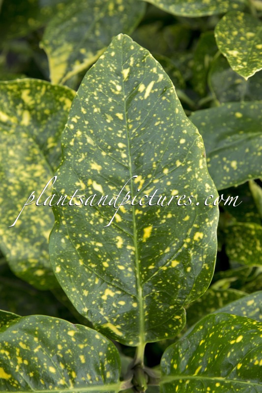 Aucuba japonica ‘Variegata’