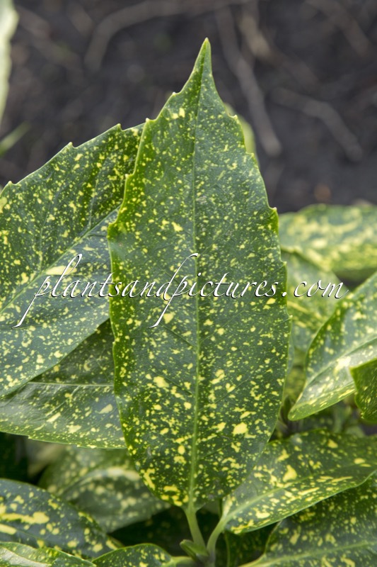 Aucuba japonica ‘Variegata’