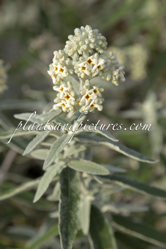 Buddleja ‘Morning Mist’ (SILVER ANNIVERSARY)