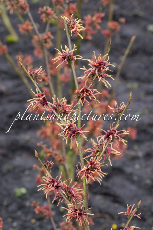 Hamamelis intermedia ‘Tosca’