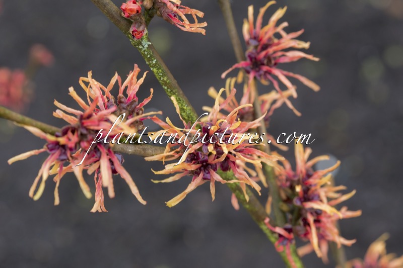 Hamamelis intermedia ‘Tosca’